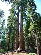 667  giant sequoia trees.JPG